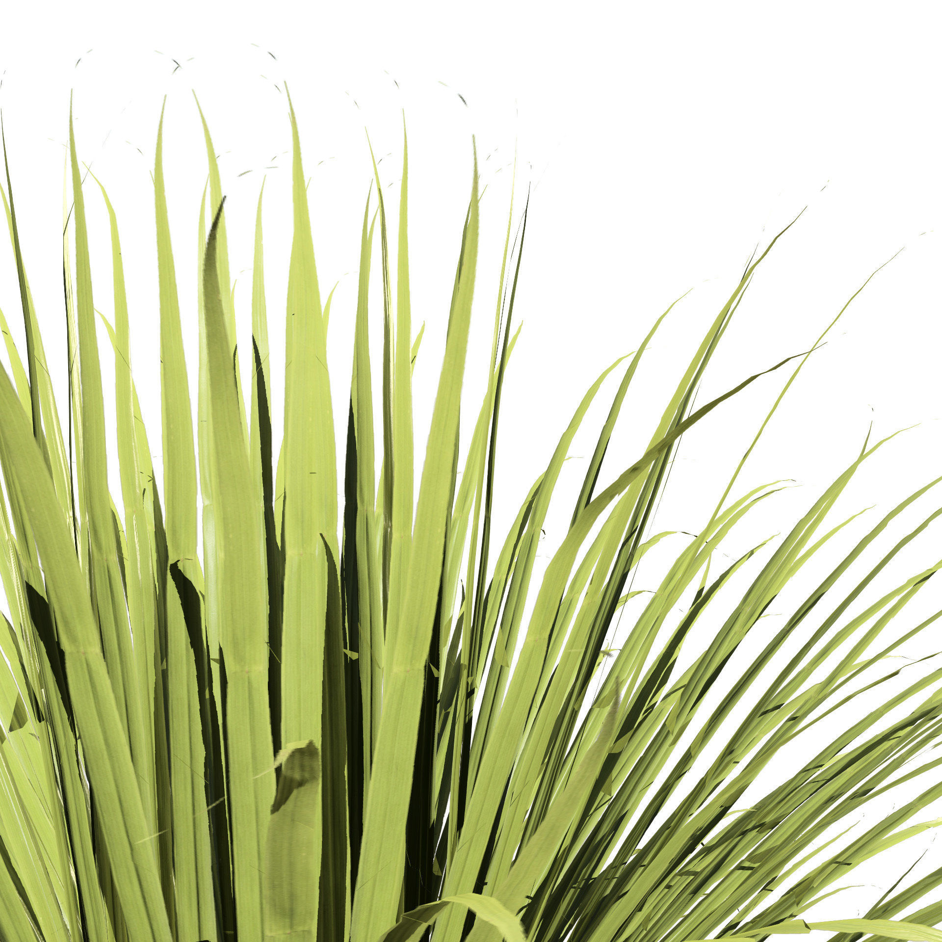 All-Season Blue Fescue 3d model Low-poly 3D model_8