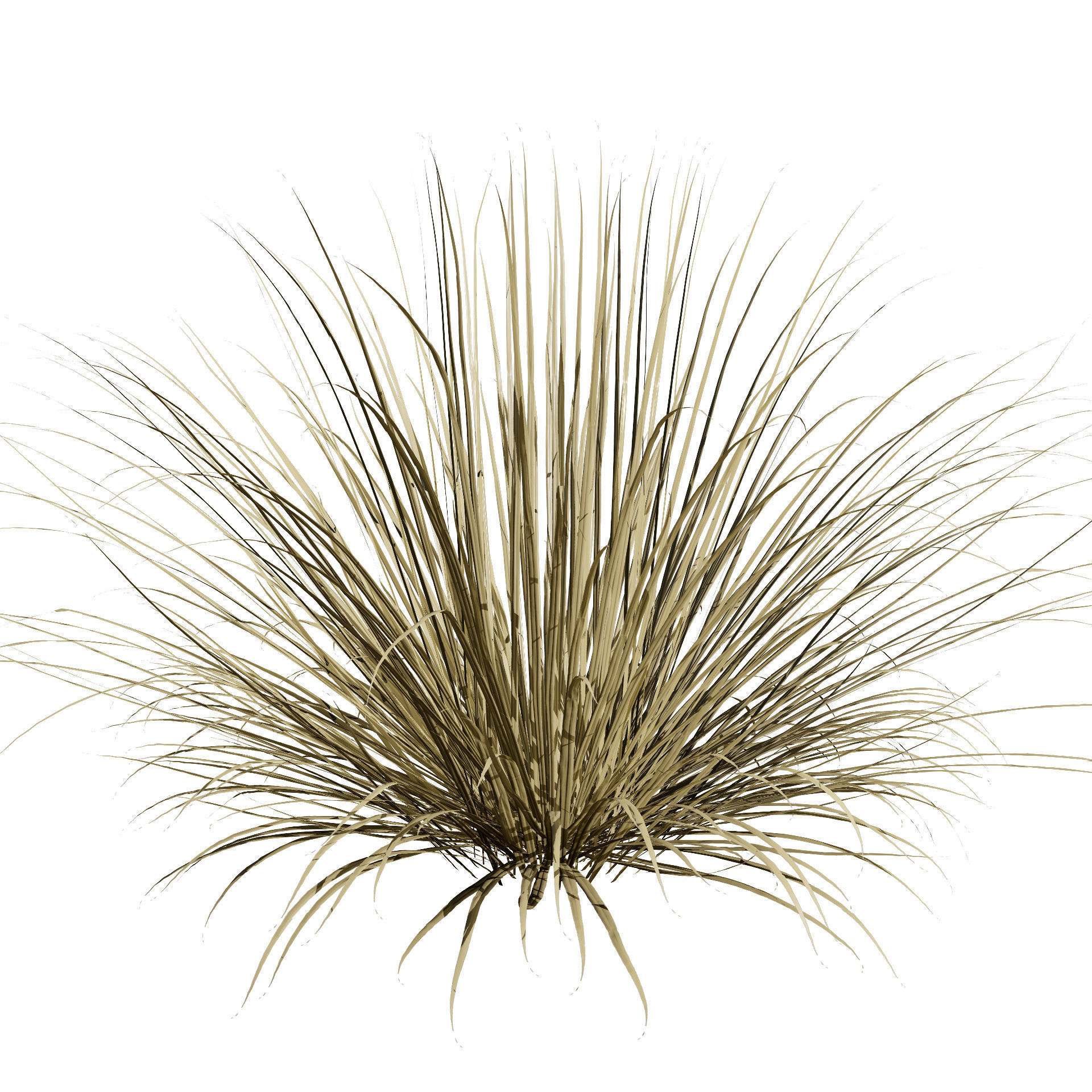 All-Season Blue Fescue 3d model Low-poly 3D model_14