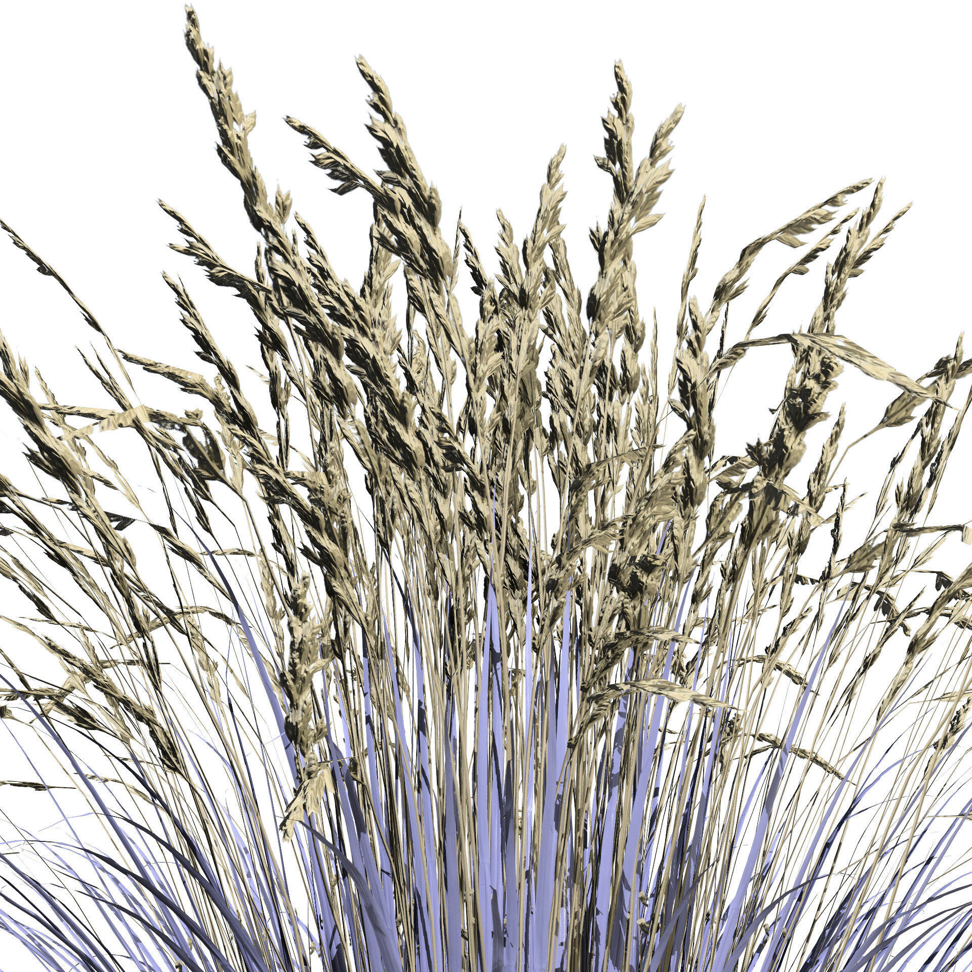 All-Season Blue Fescue 3d model Low-poly 3D model_13