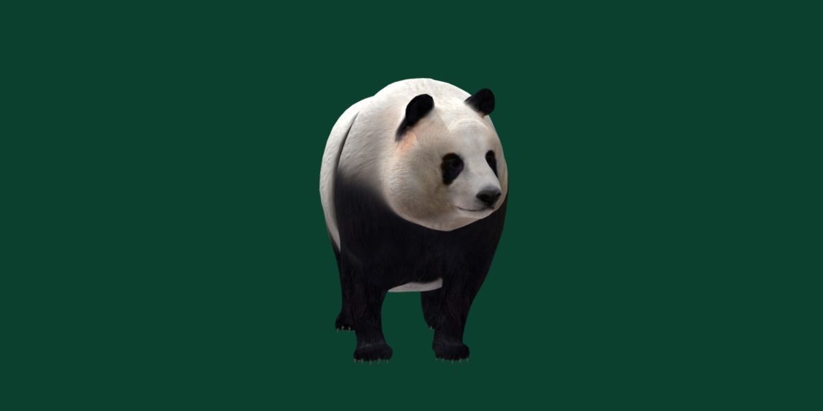 Giant Panda Bear  3D model_3