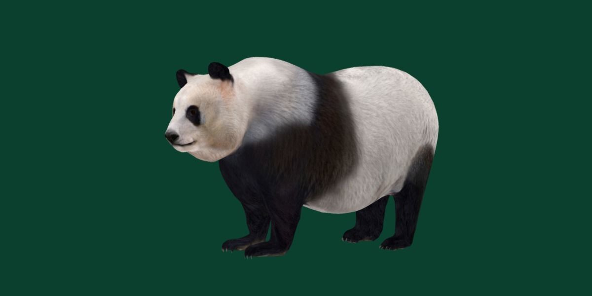 Giant Panda Bear  3D model_15
