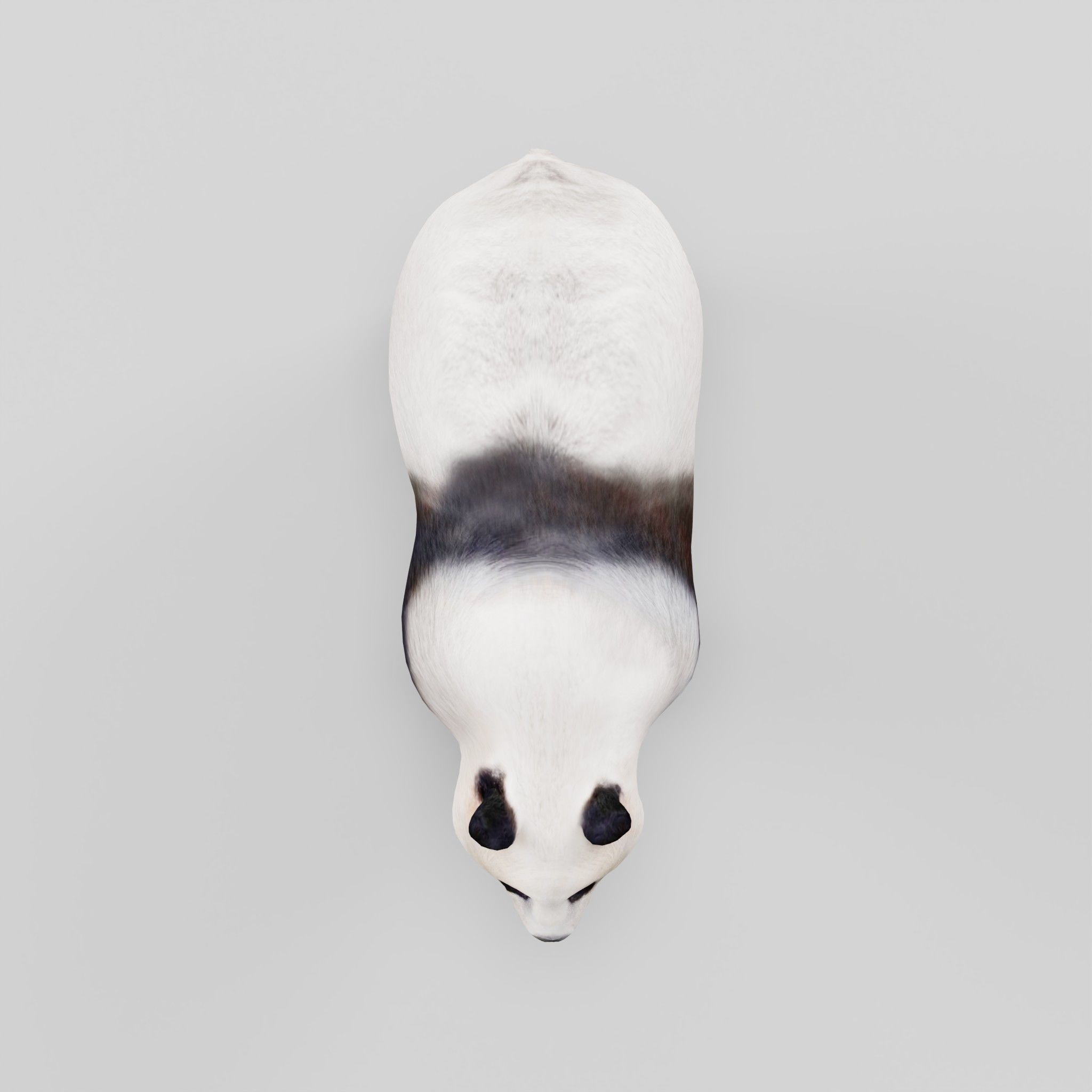 Giant Panda Bear  3D model_24