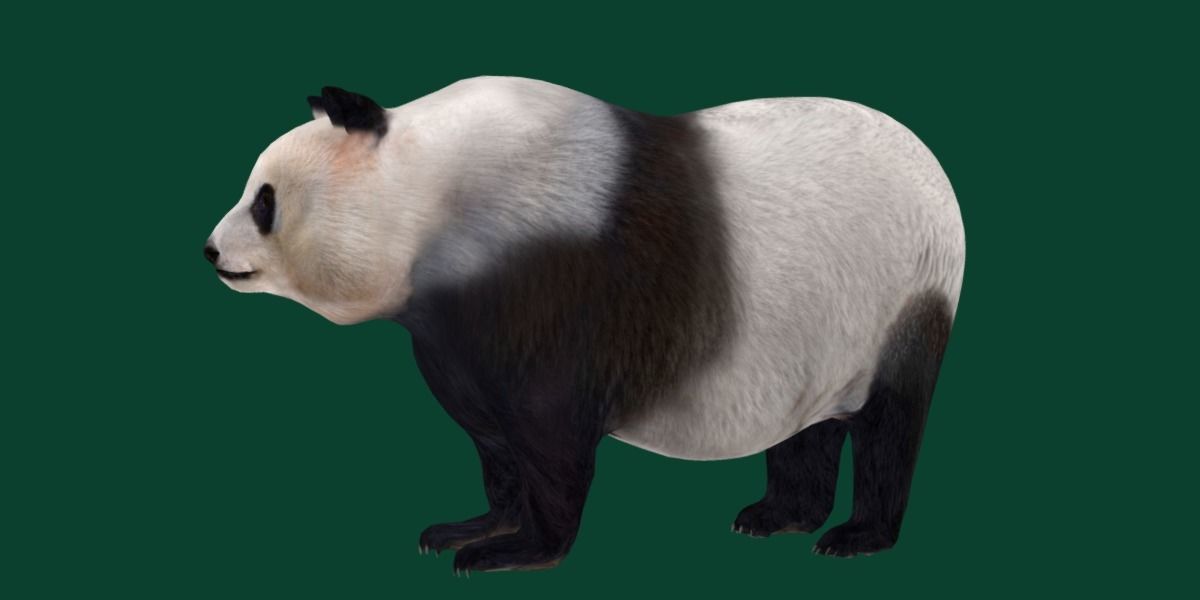 Giant Panda Bear  3D model_10