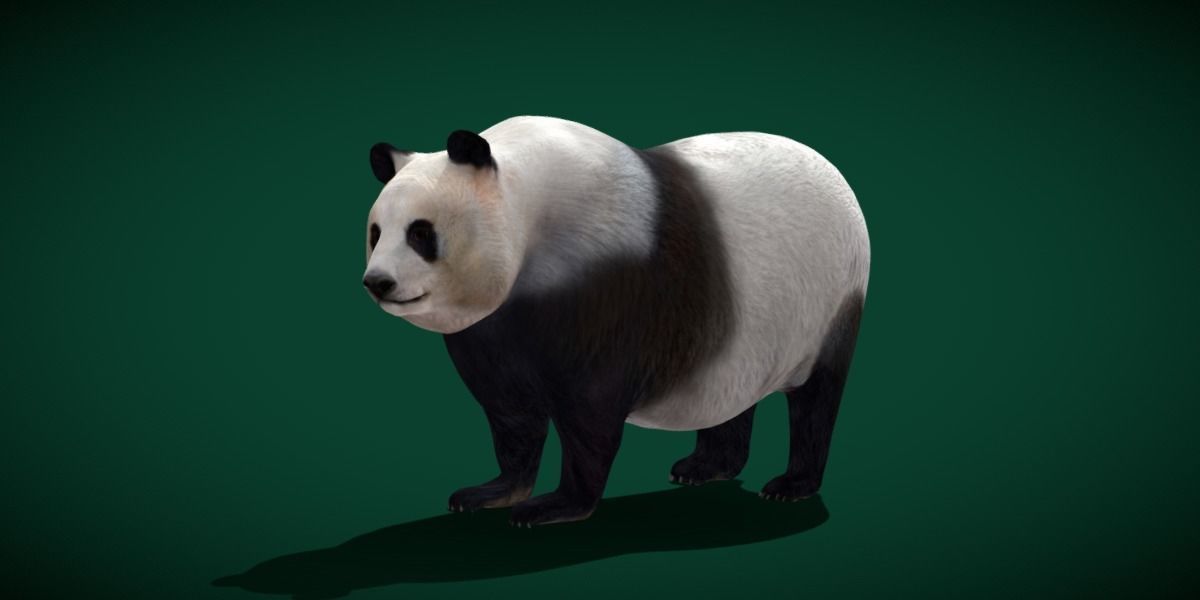 Giant Panda Bear  3D model_20