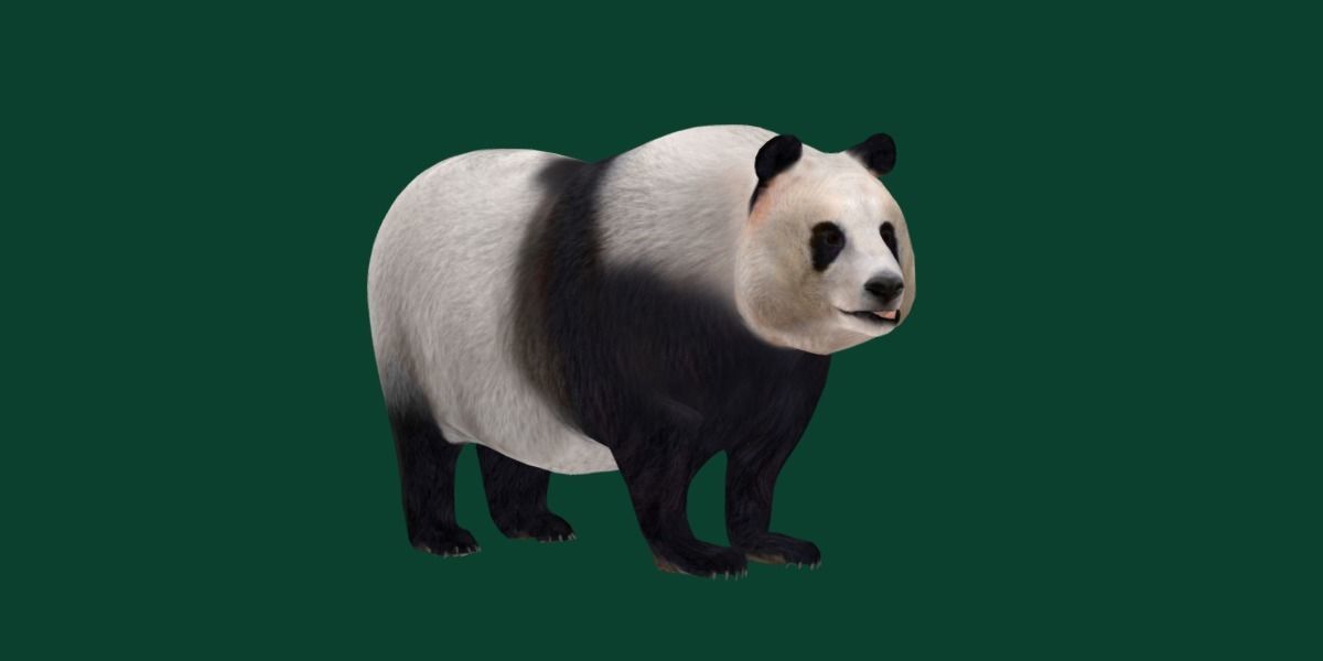 Giant Panda Bear  3D model_19