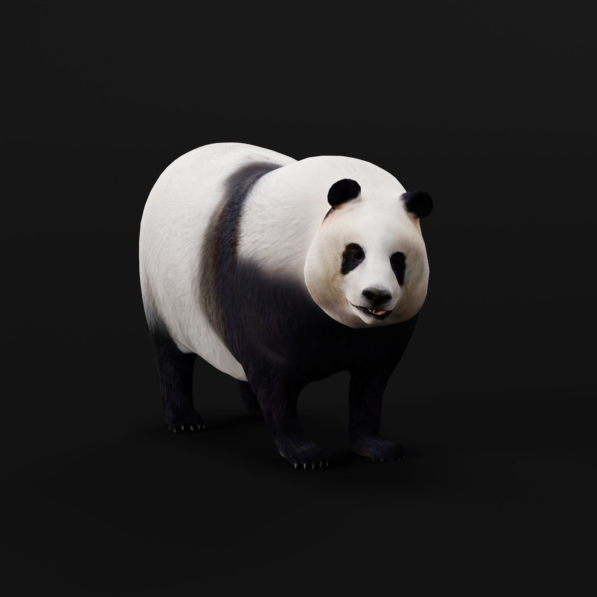 Giant Panda Bear  3D model_26
