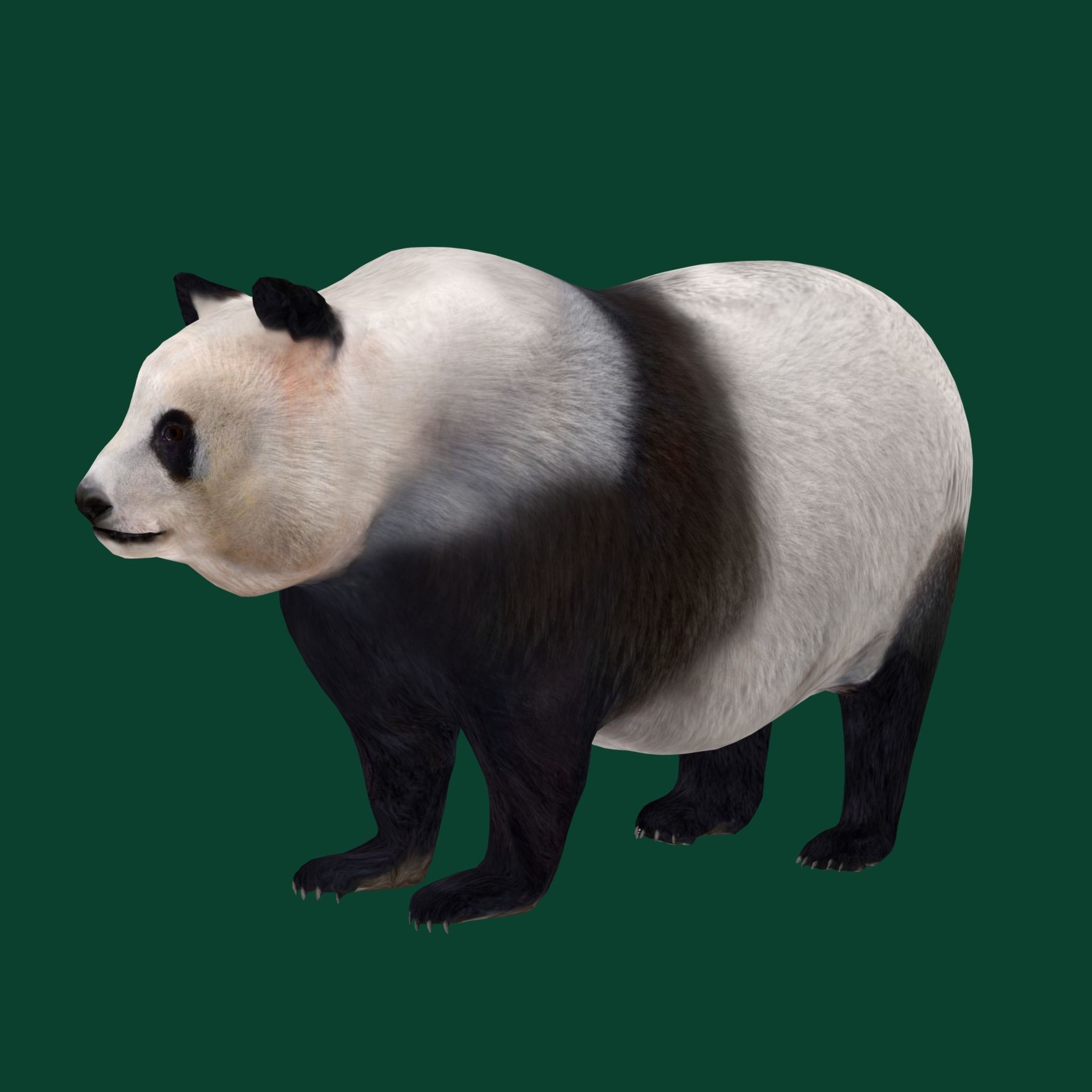 Giant Panda Bear  3D model_11