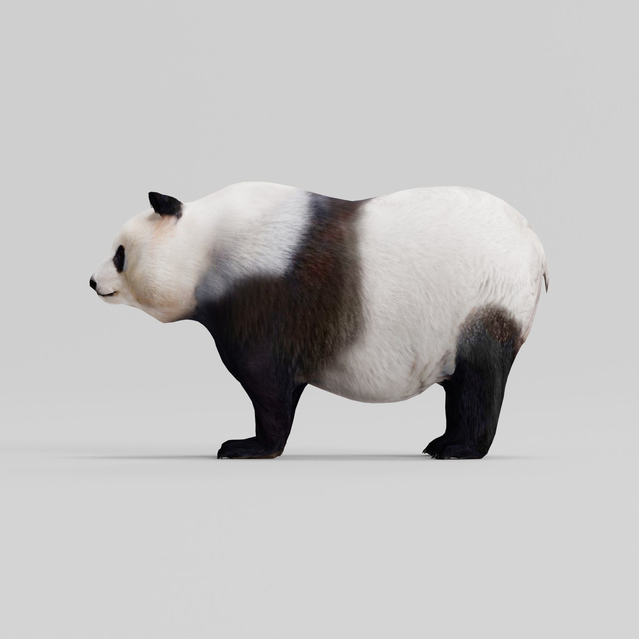 Giant Panda Bear  3D model_23