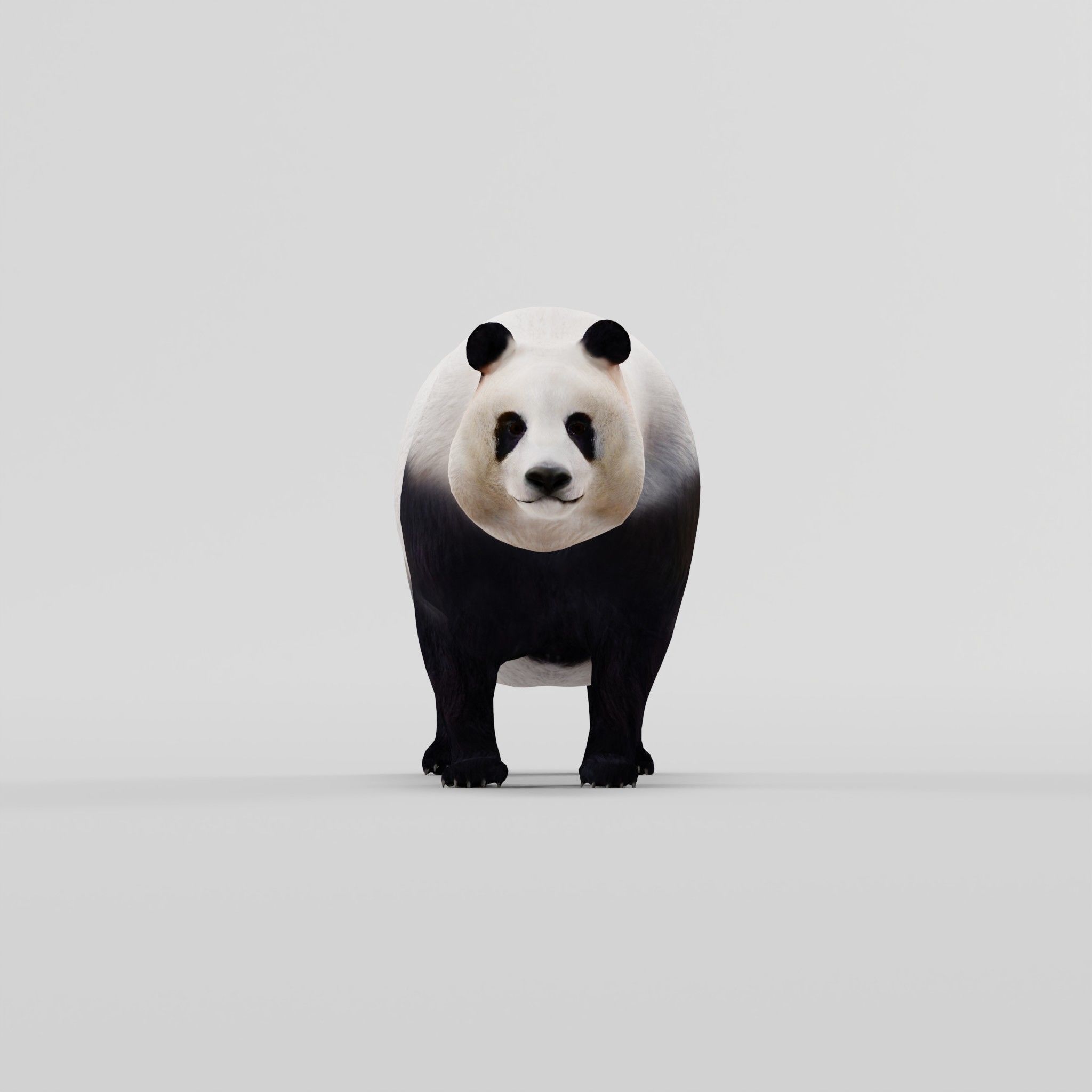 Giant Panda Bear  3D model_22
