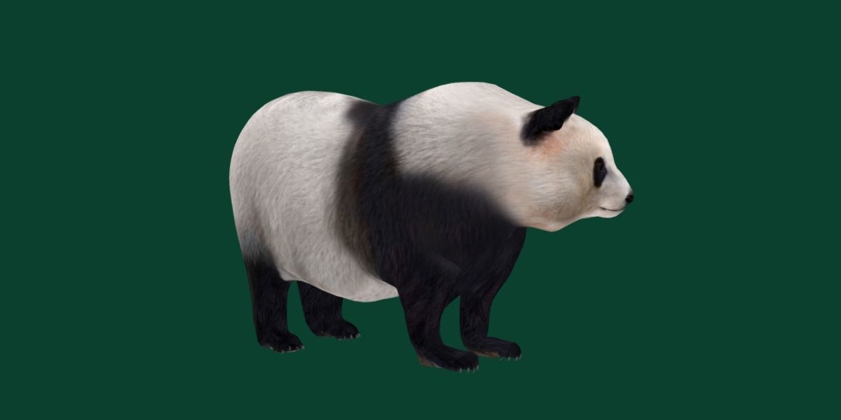 Giant Panda Bear  3D model_14