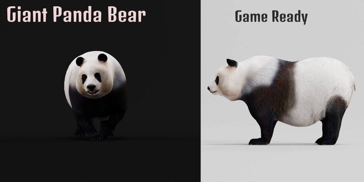 Giant Panda Bear  3D model_2