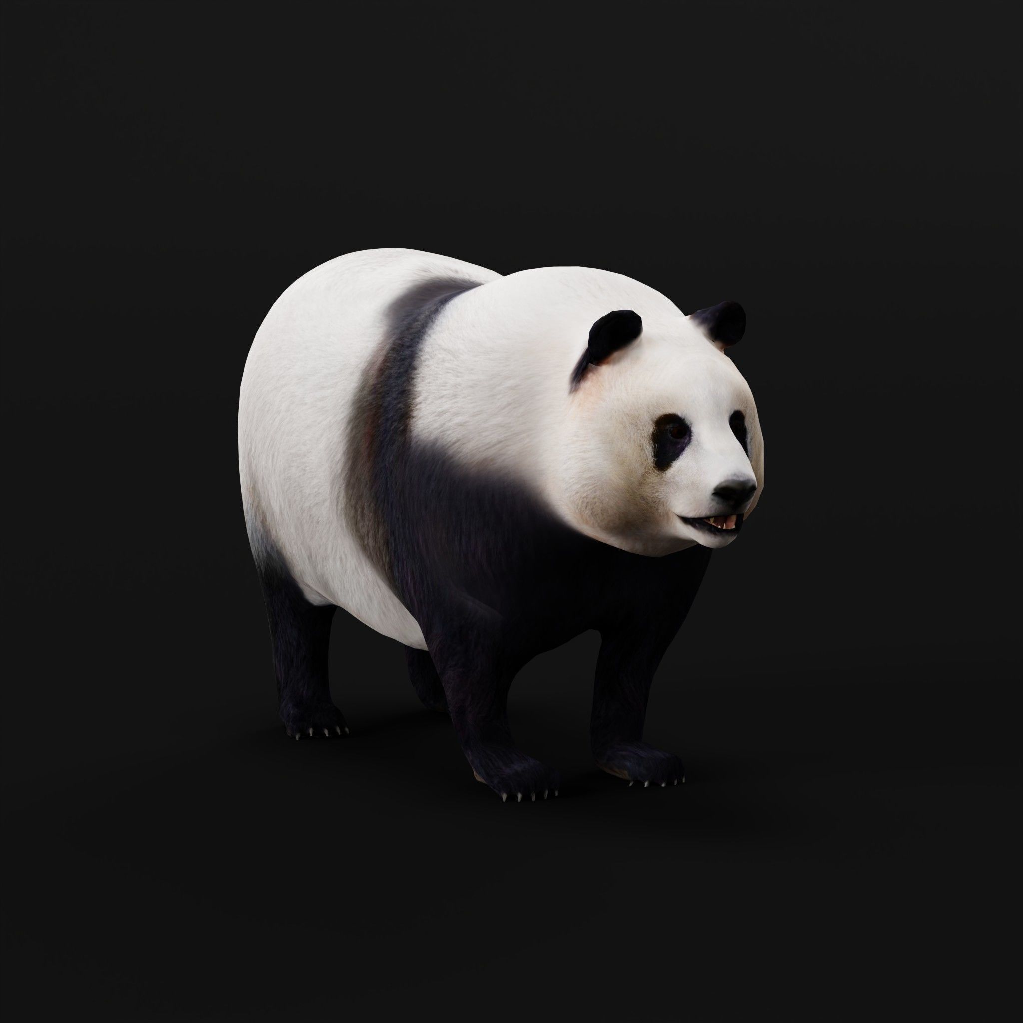 Giant Panda Bear  3D model_25