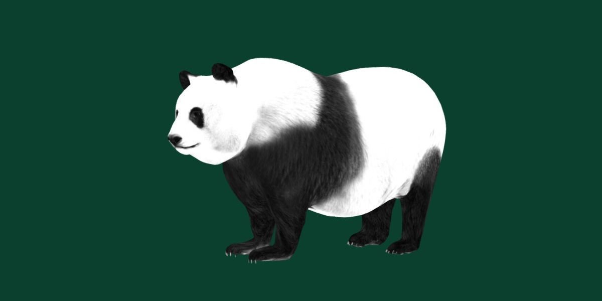 Giant Panda Bear  3D model_18