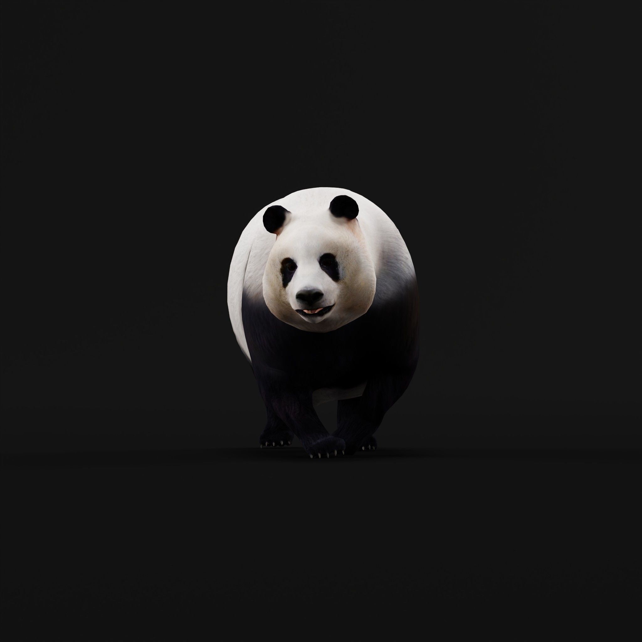 Giant Panda Bear  3D model_27