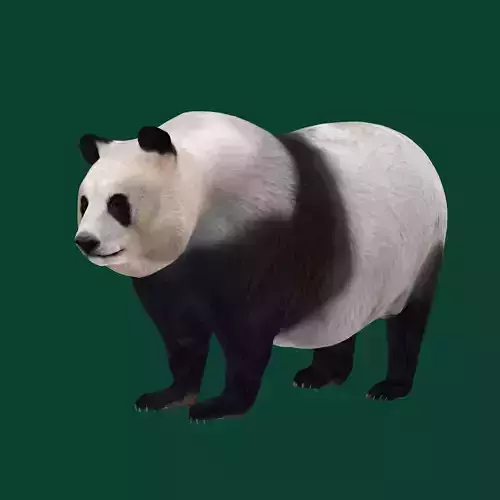 Giant Panda Bear 