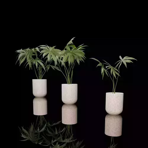 Anthurium Polyschistum Collection