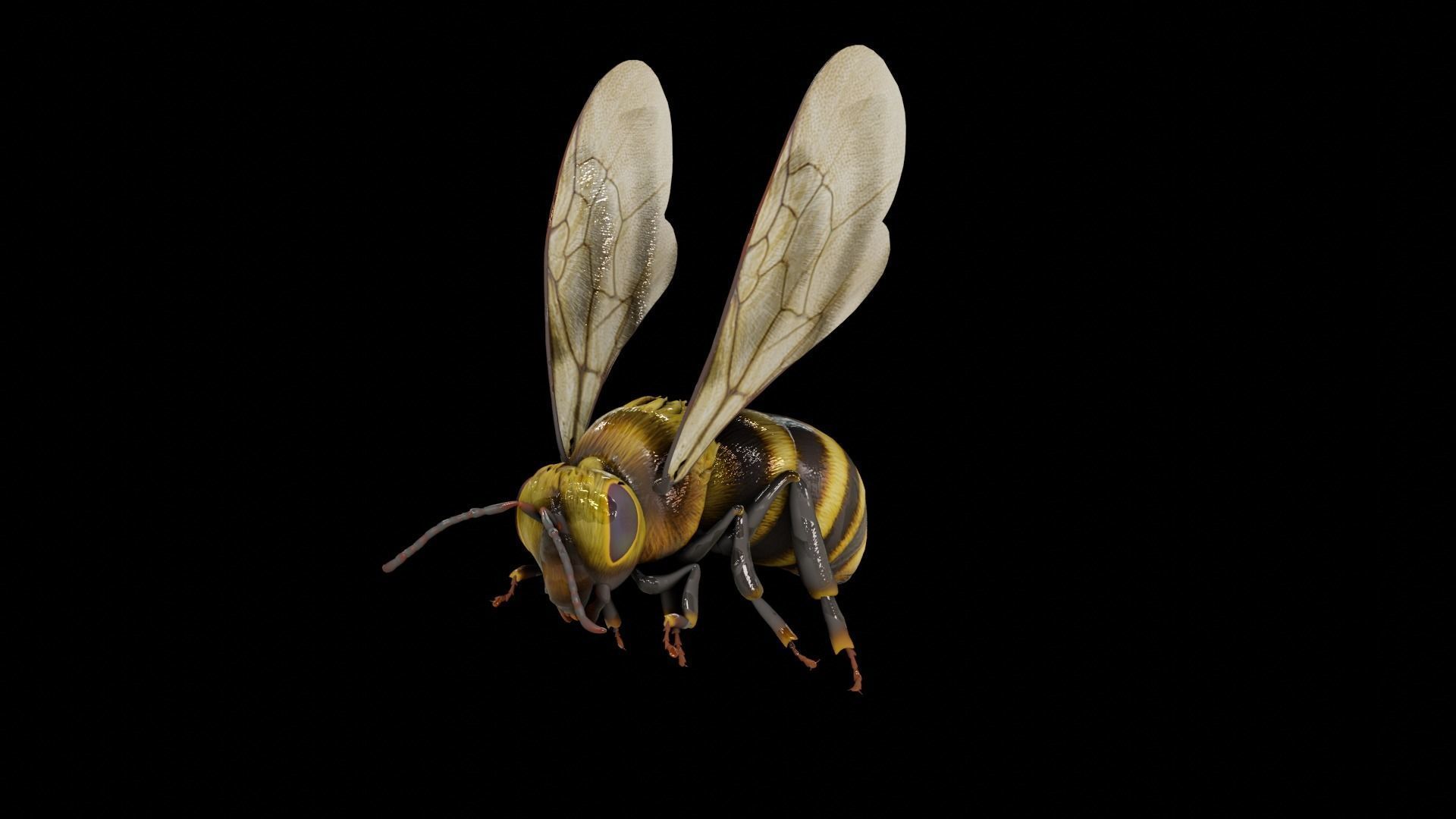 Detailed Animated Bee 3D Model Low-poly 3D model_8