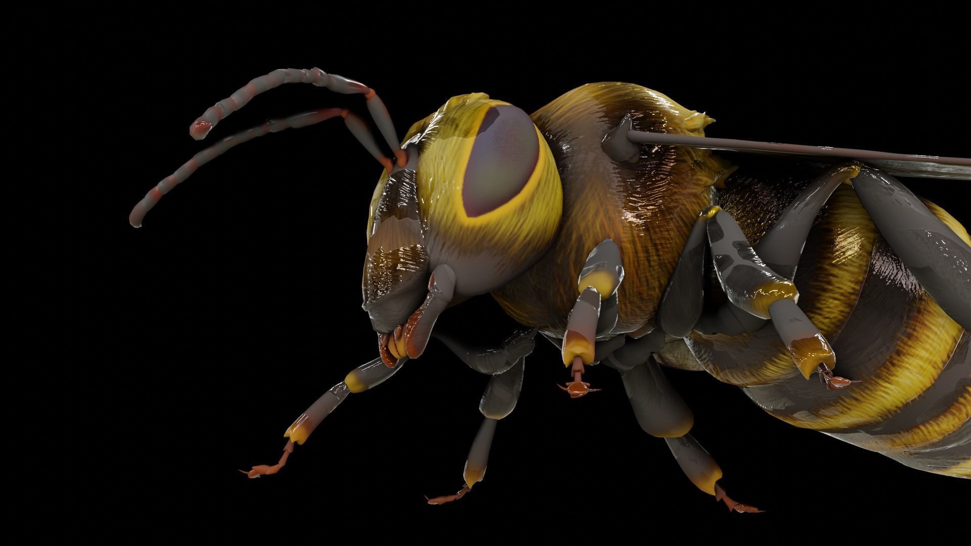 Detailed Animated Bee 3D Model Low-poly 3D model_6