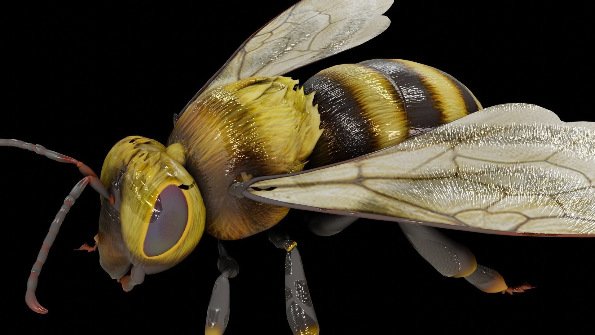 Detailed Animated Bee 3D Model Low-poly 3D model_20