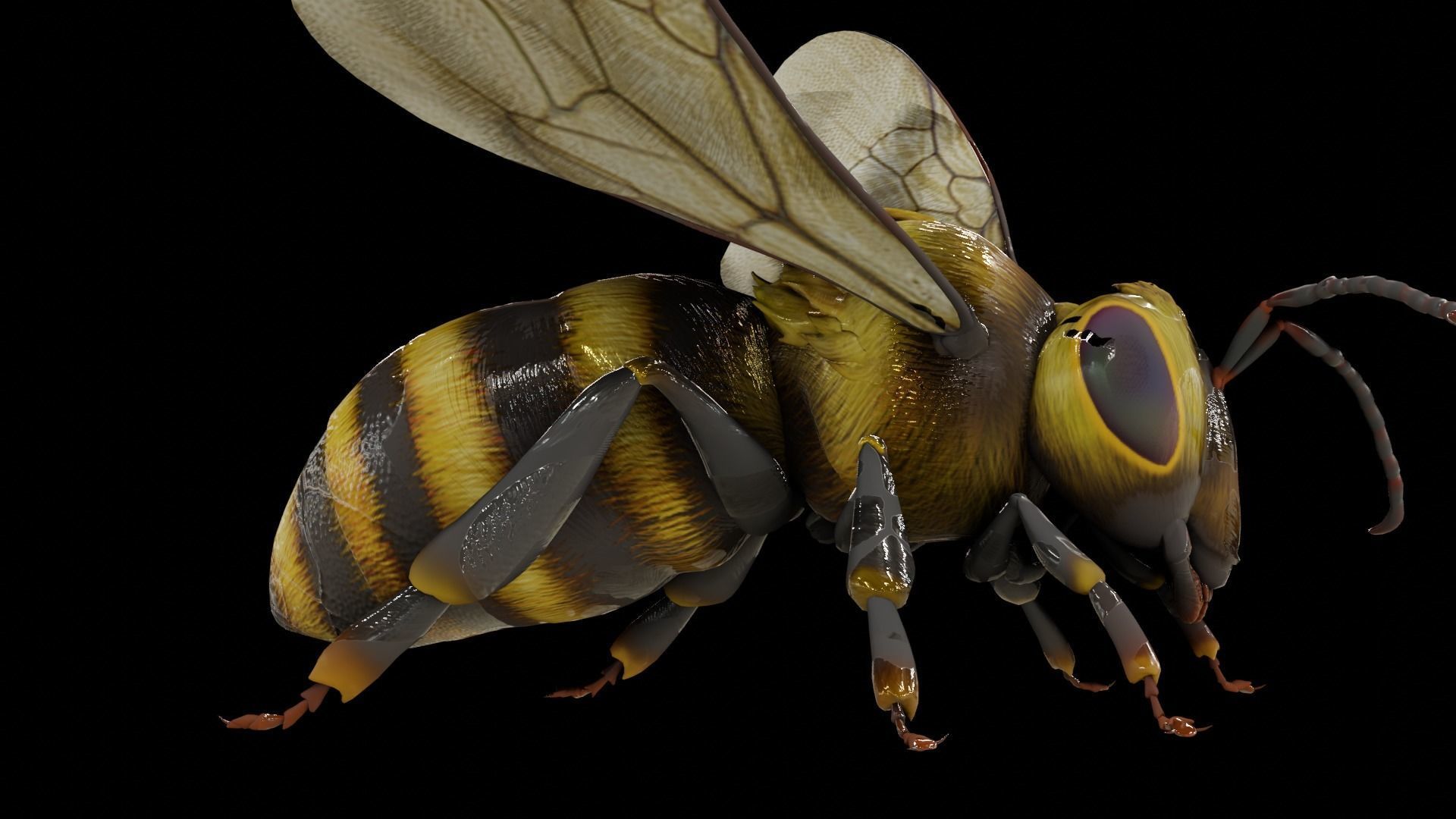 Detailed Animated Bee 3D Model Low-poly 3D model_14