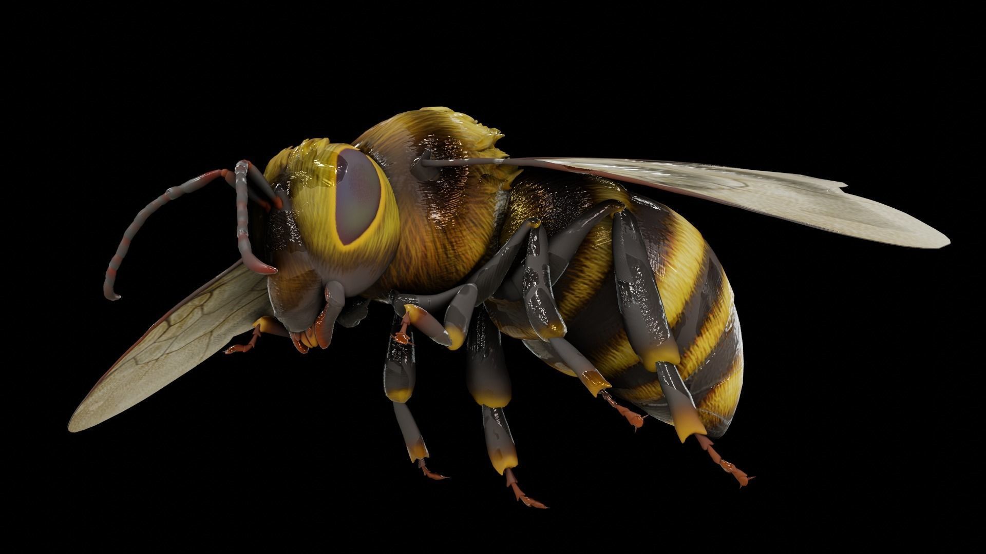 Detailed Animated Bee 3D Model Low-poly 3D model_9