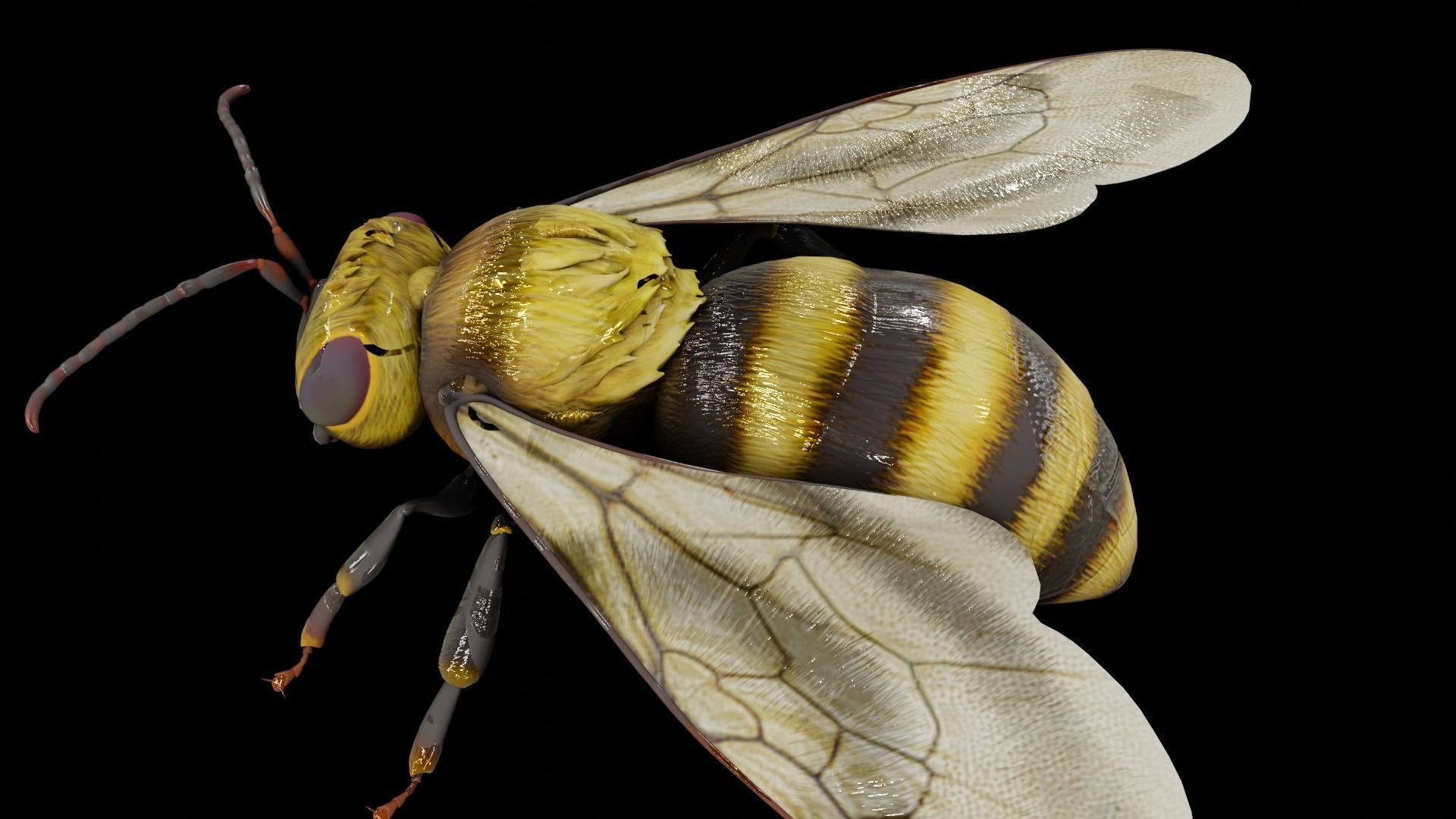 Detailed Animated Bee 3D Model Low-poly 3D model_21
