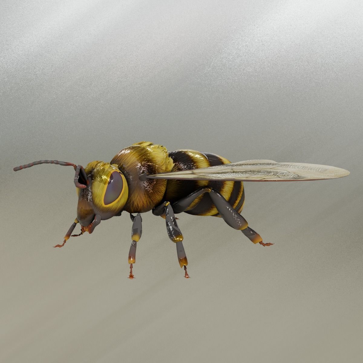 Detailed Animated Bee 3D Model Low-poly 3D model_2