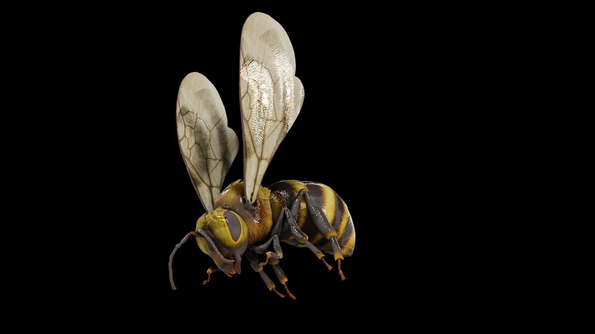 Detailed Animated Bee 3D Model Low-poly 3D model_12