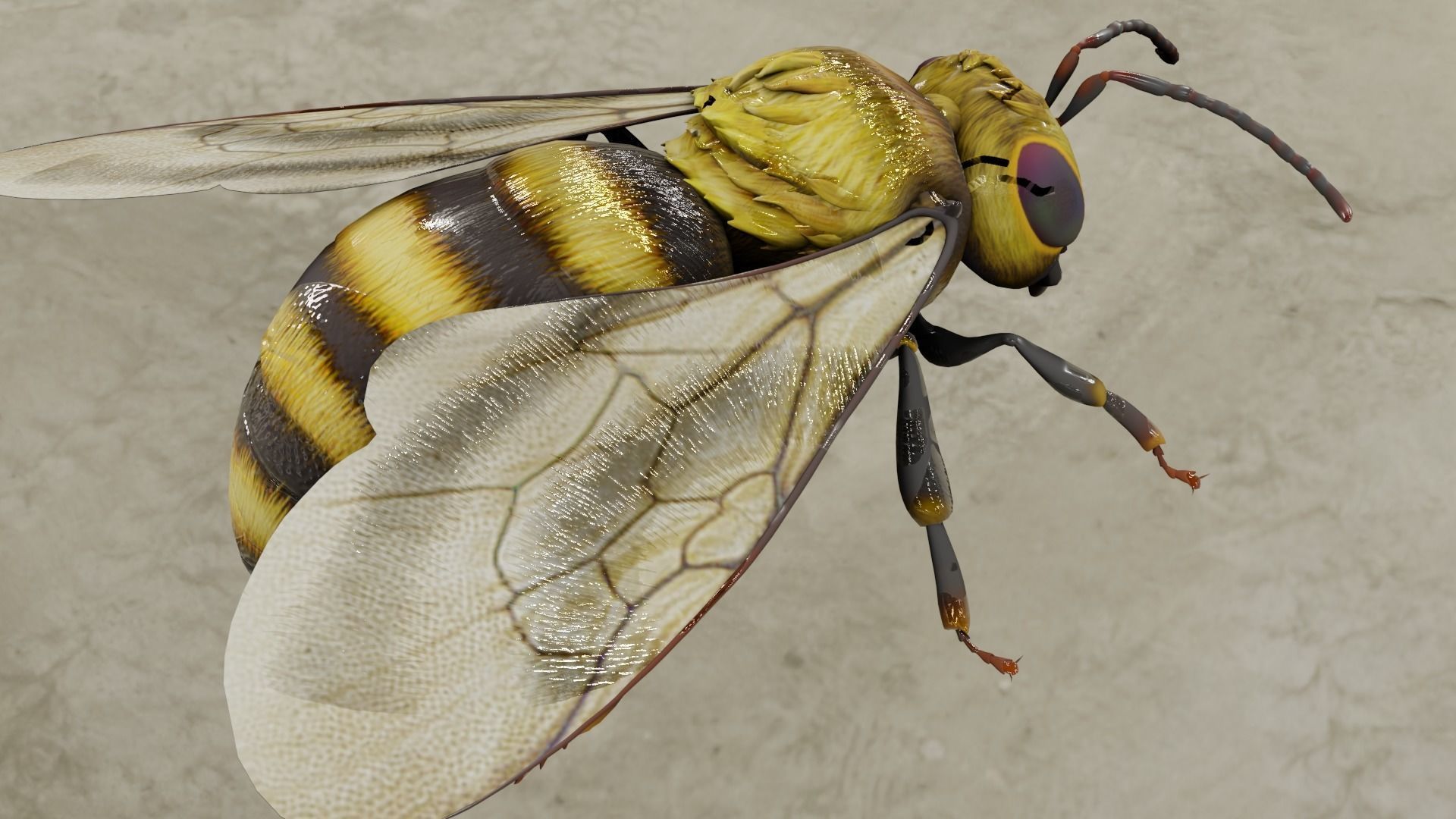 Detailed Animated Bee 3D Model Low-poly 3D model_5