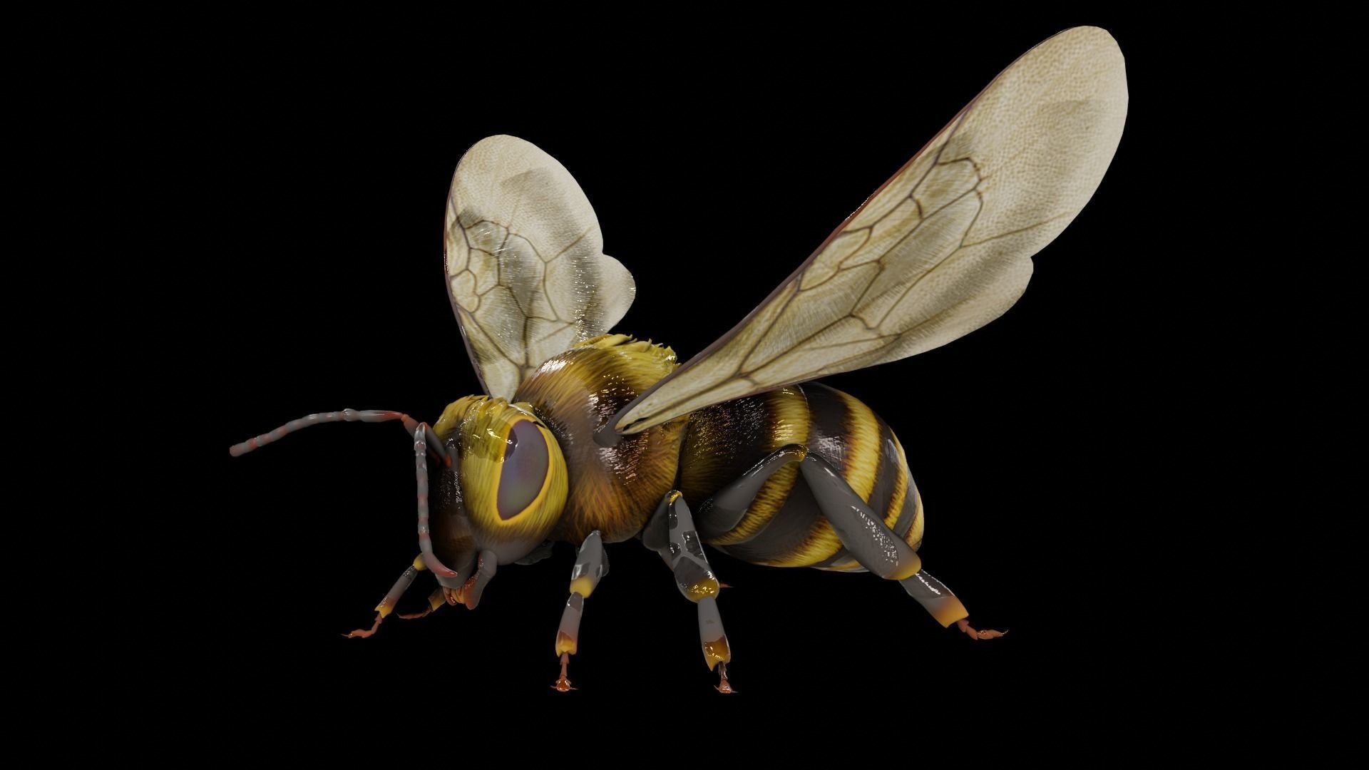 Detailed Animated Bee 3D Model Low-poly 3D model_3