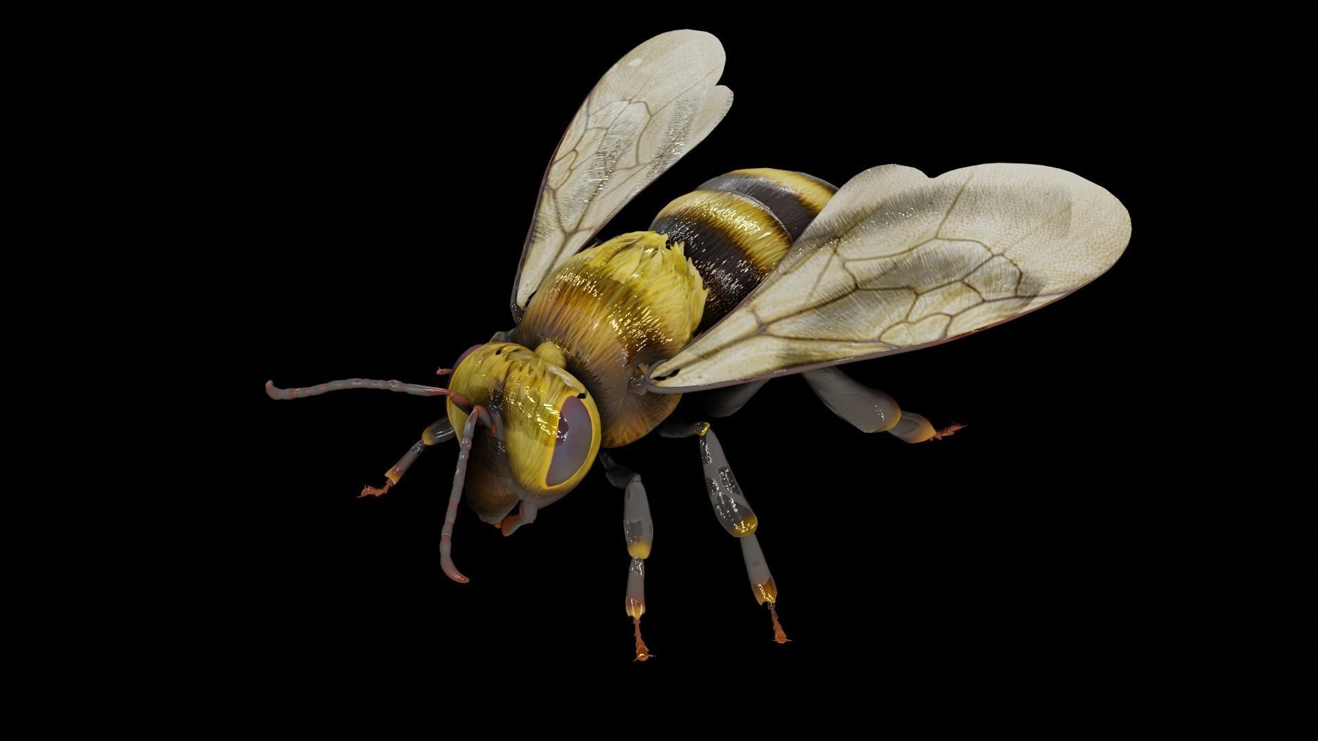 Detailed Animated Bee 3D Model Low-poly 3D model_17