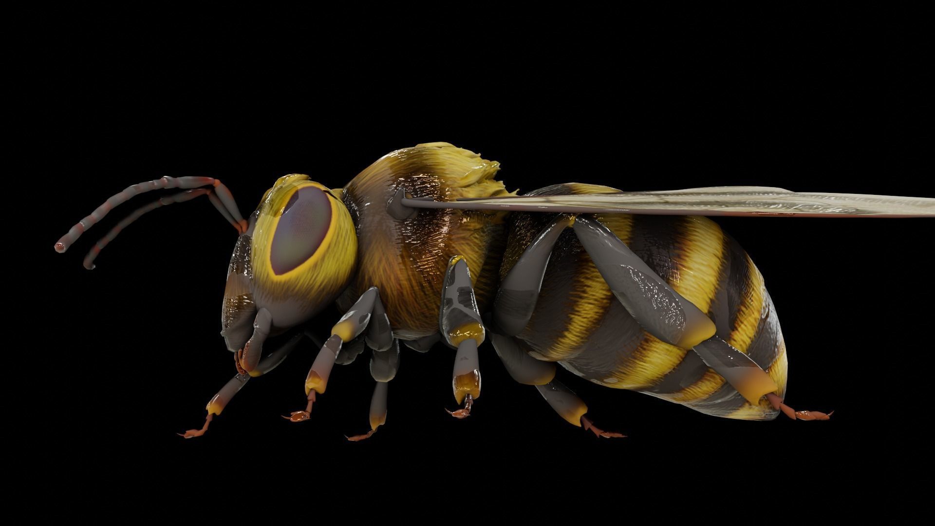 Detailed Animated Bee 3D Model Low-poly 3D model_23