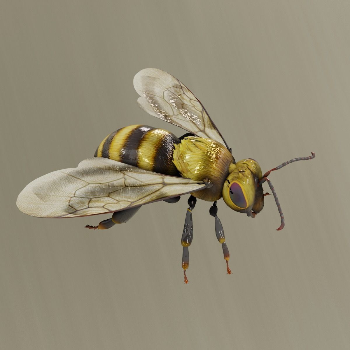 Detailed Animated Bee 3D Model Low-poly 3D model_1
