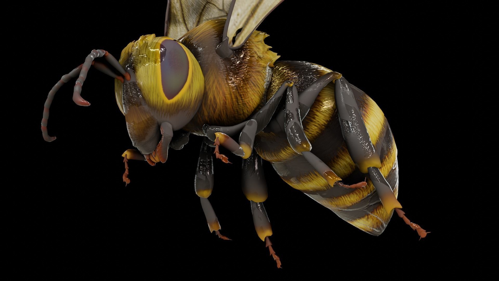 Detailed Animated Bee 3D Model Low-poly 3D model_18
