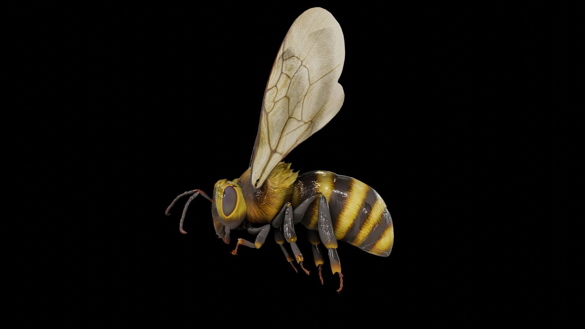 Detailed Animated Bee 3D Model Low-poly 3D model_7