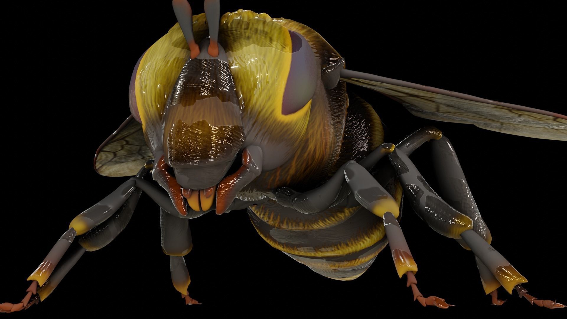 Detailed Animated Bee 3D Model Low-poly 3D model_22