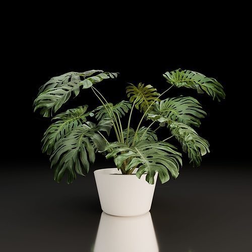 Monstera Deliciosa 3D model