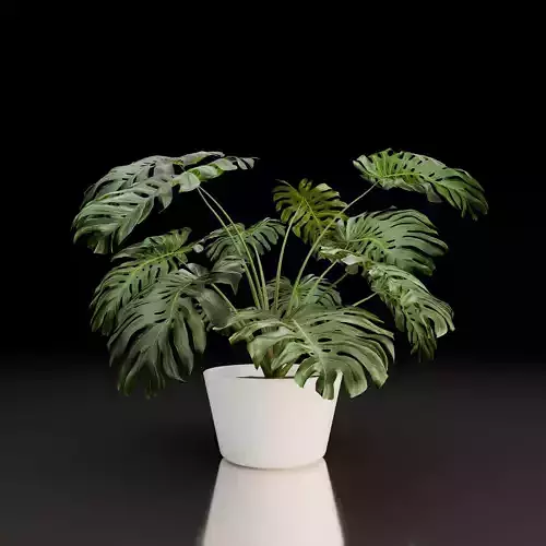 Monstera Deliciosa