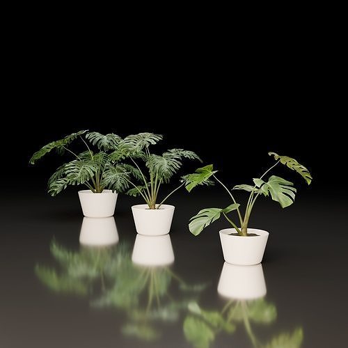 Monstera Deliciosa Collection 3D model