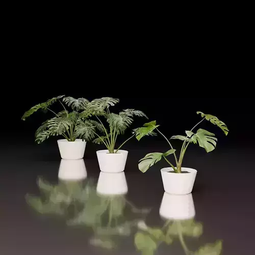 Monstera Deliciosa Collection