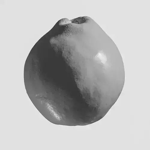 Quince Scanned Ultra-Realistic 3D Print Model