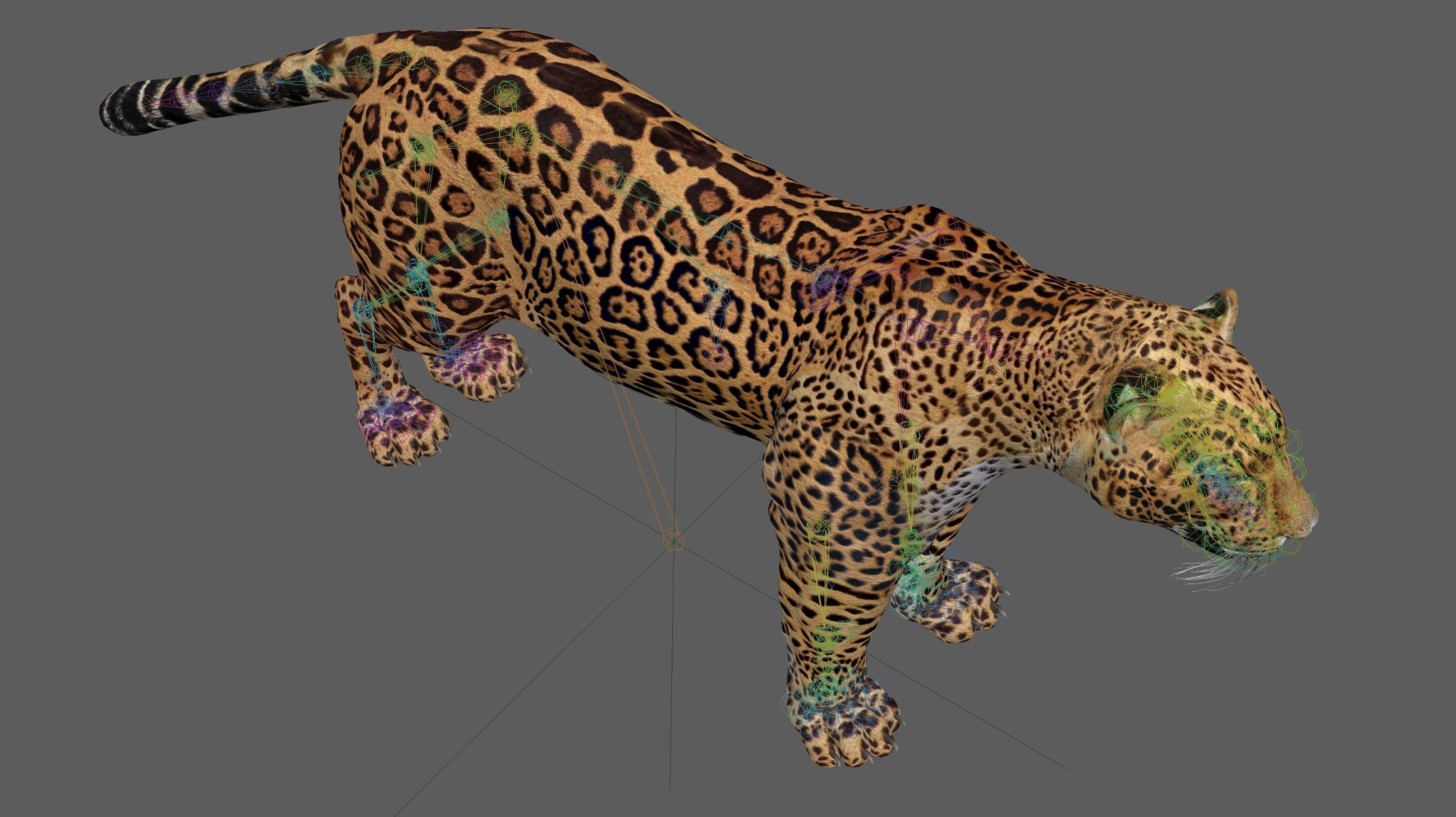 Jaguar Rigged 3D model_21