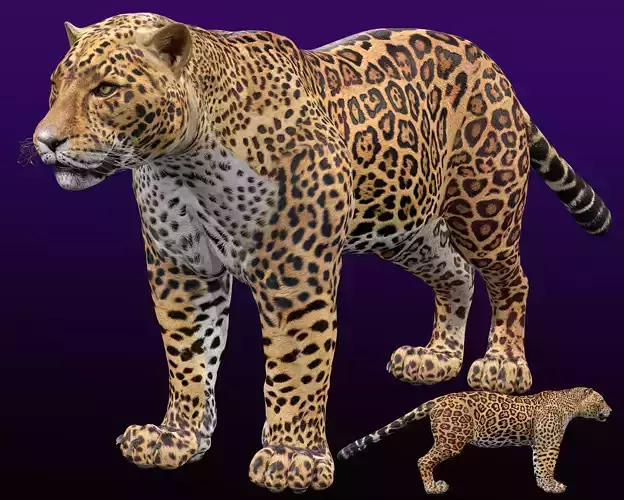 Jaguar Rigged 3D model Jaguar Rigged 3D model