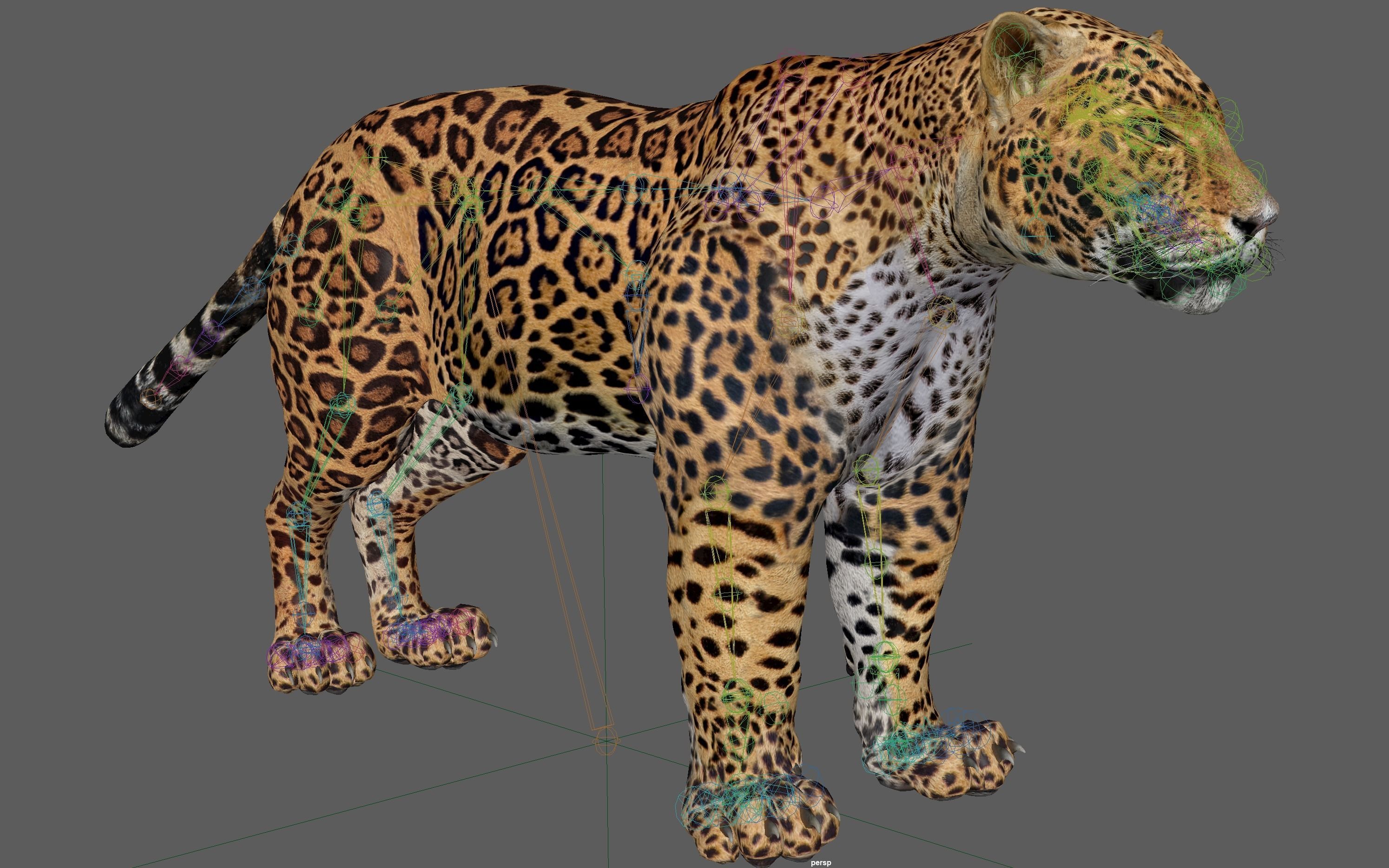 Jaguar Rigged 3D model_19