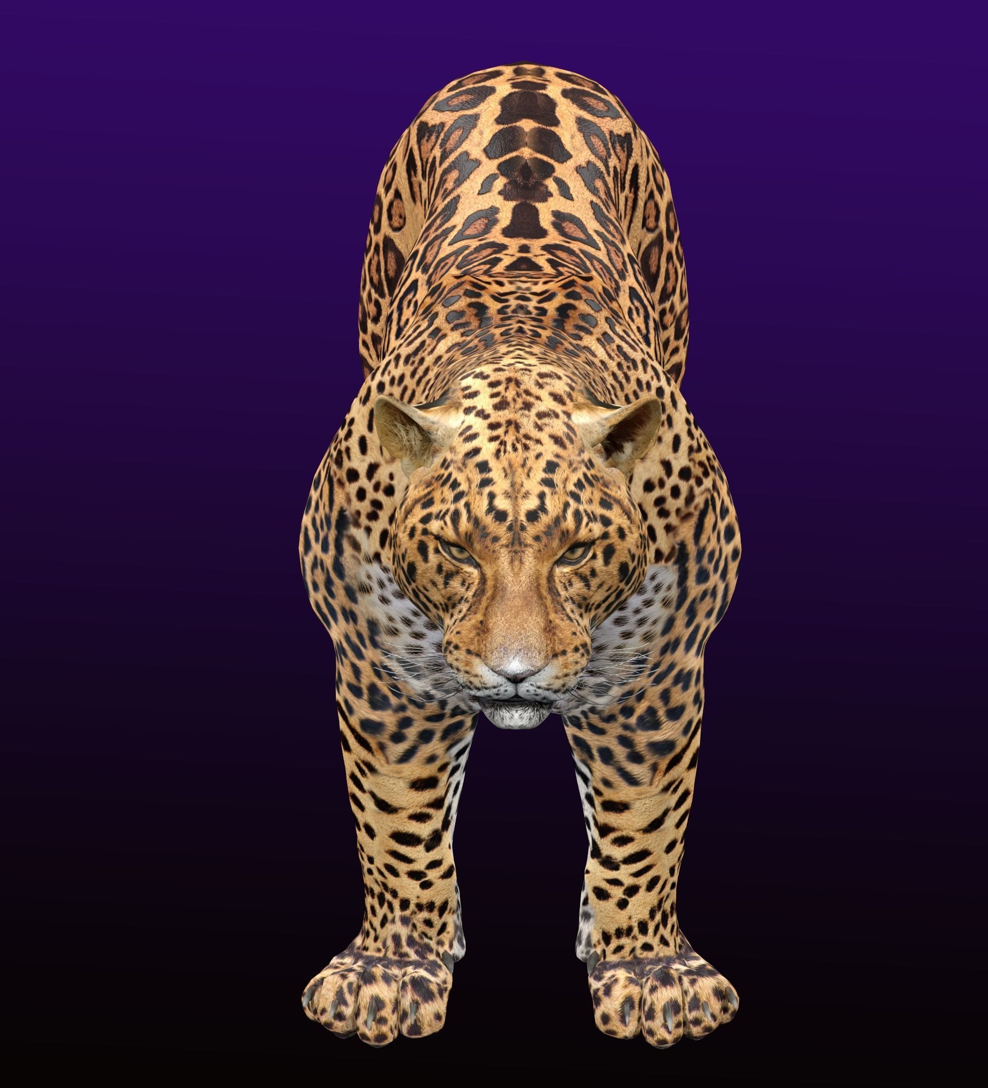 Jaguar Rigged 3D model_6