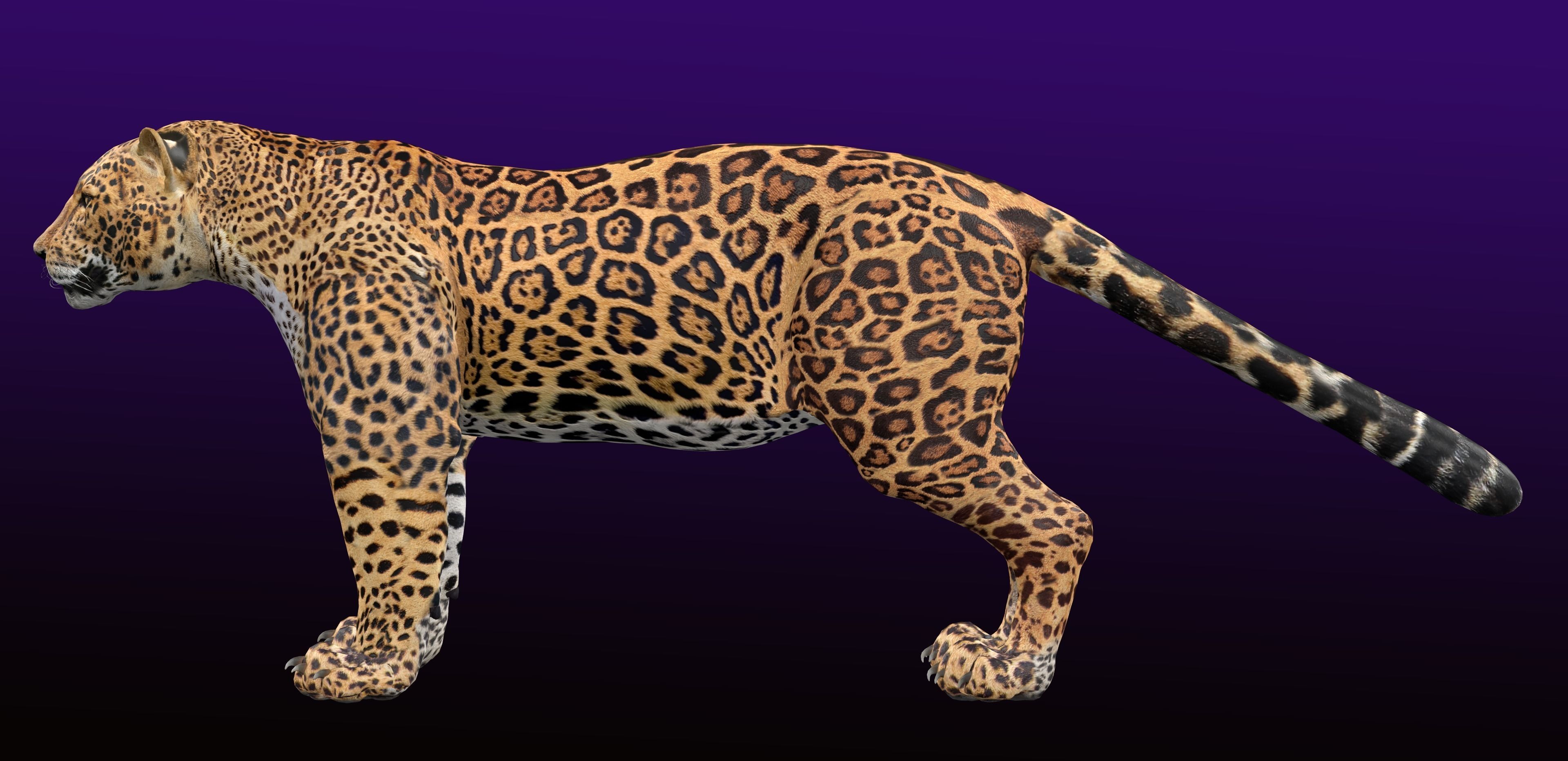 Jaguar Rigged 3D model_5