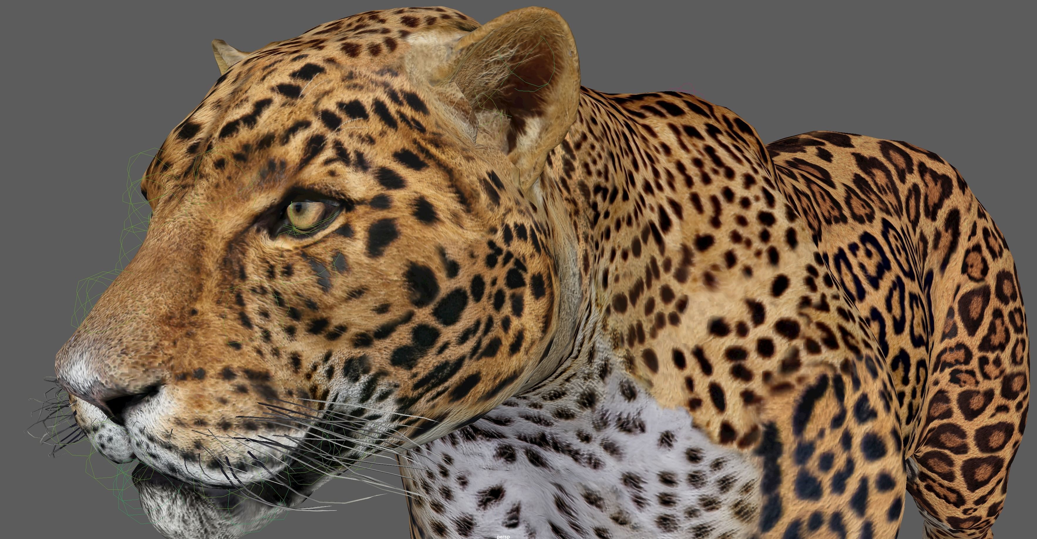 Jaguar Rigged 3D model_23