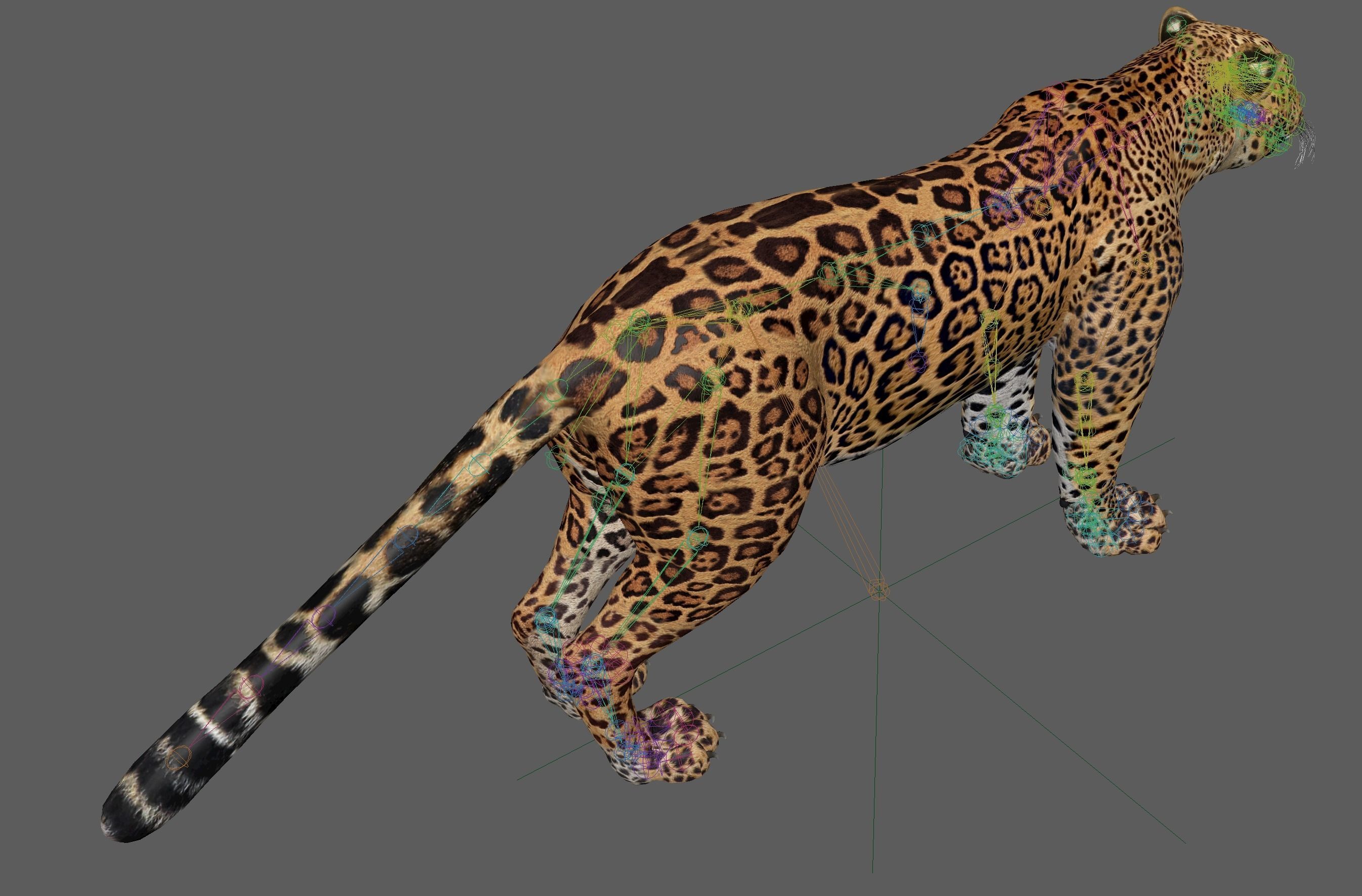 Jaguar Rigged 3D model_16