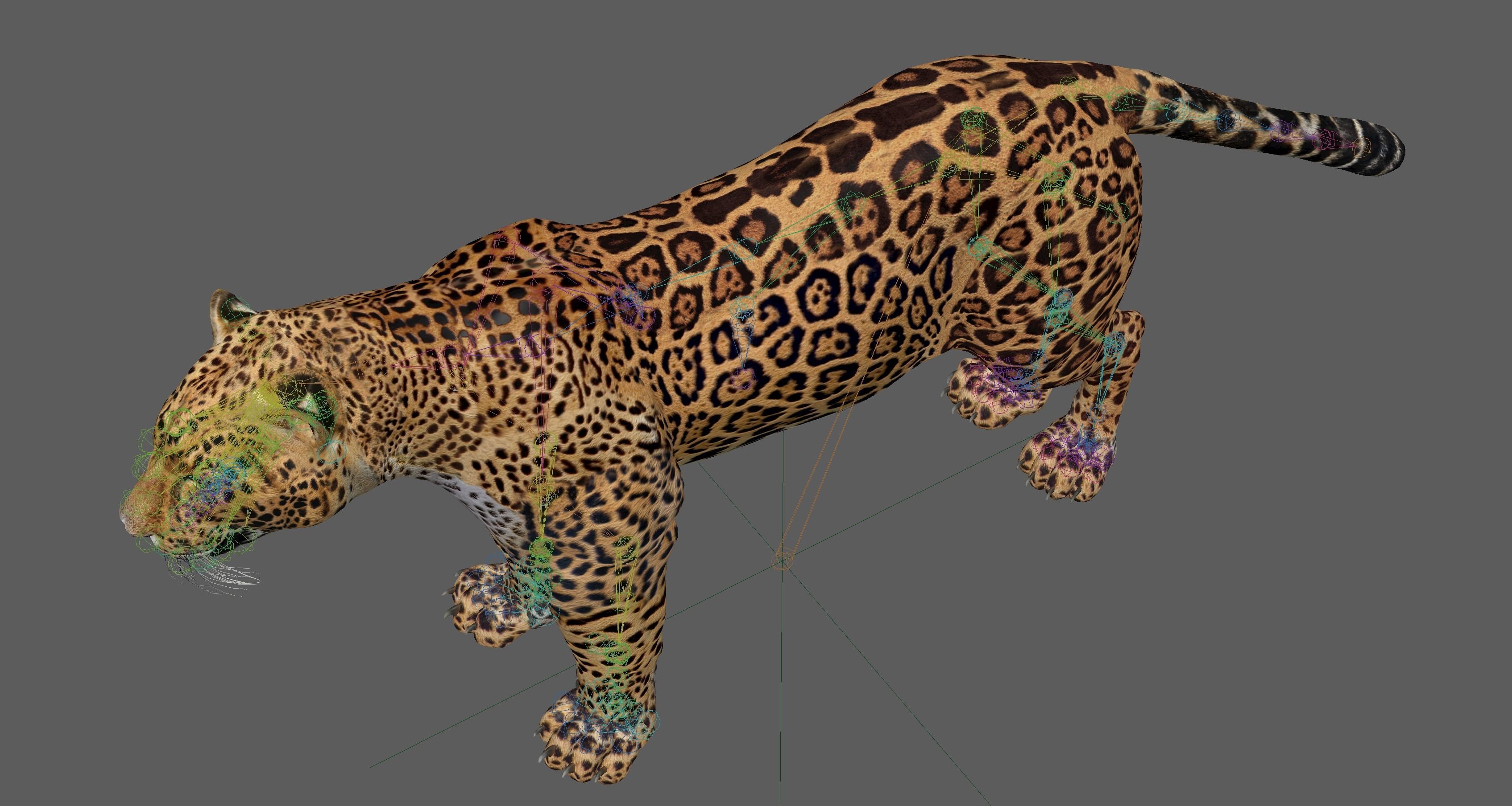 Jaguar Rigged 3D model_17