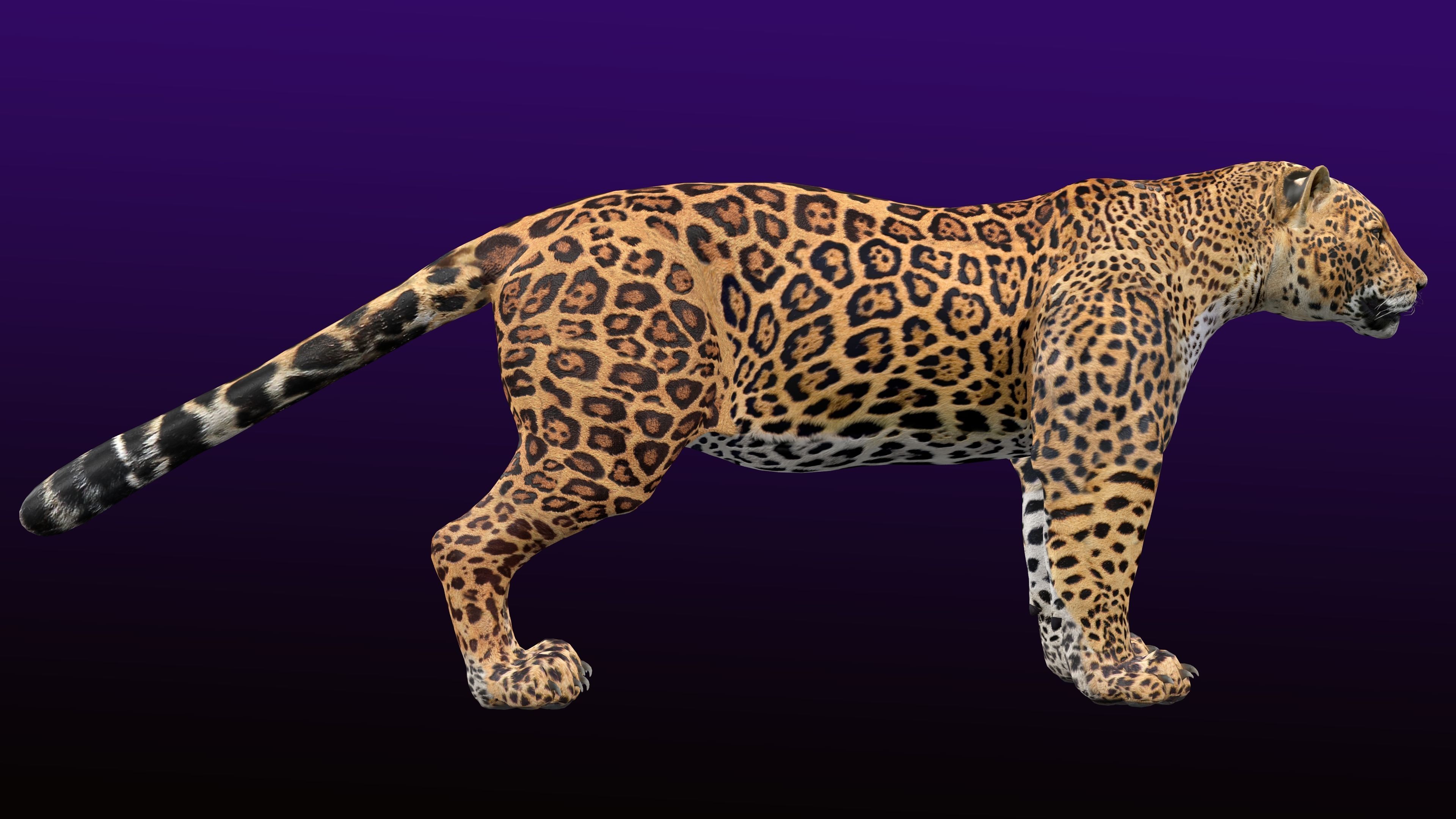 Jaguar Rigged 3D model_8